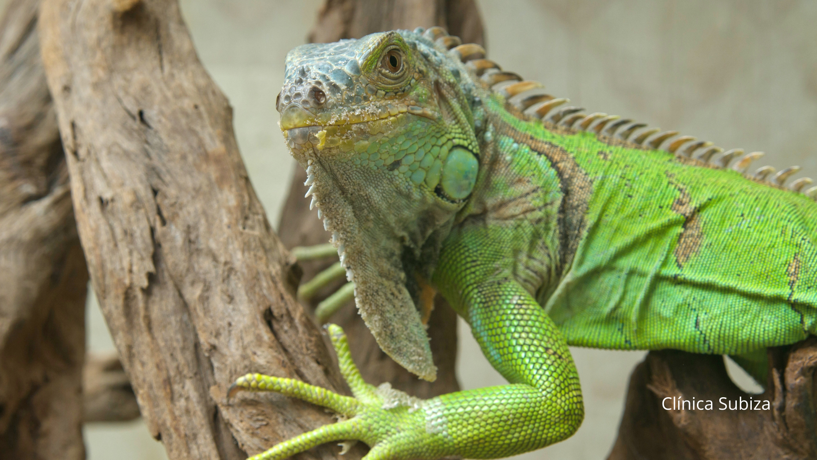 Alergia iguana Alergia iguana