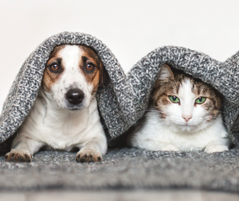 alergia perro y gato