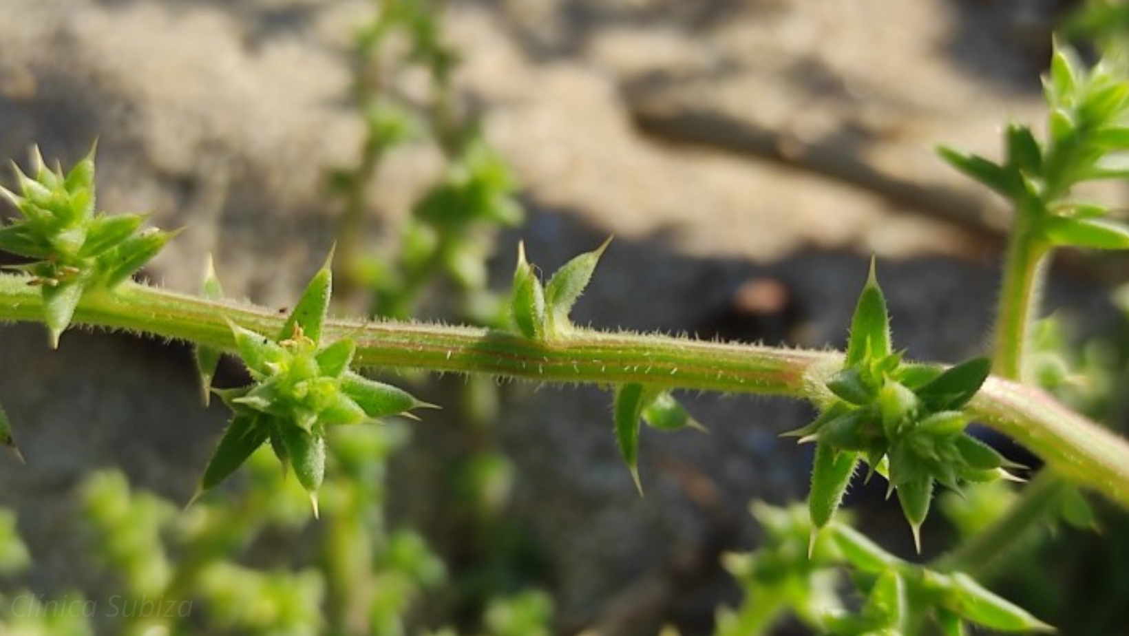 Salsola kali